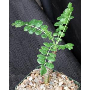 Boswellia carteri 5-inch pots